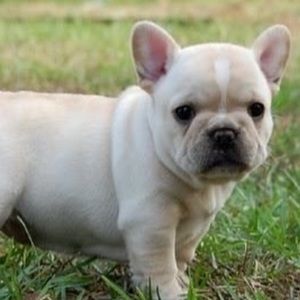 Meet your Posher, Jackson